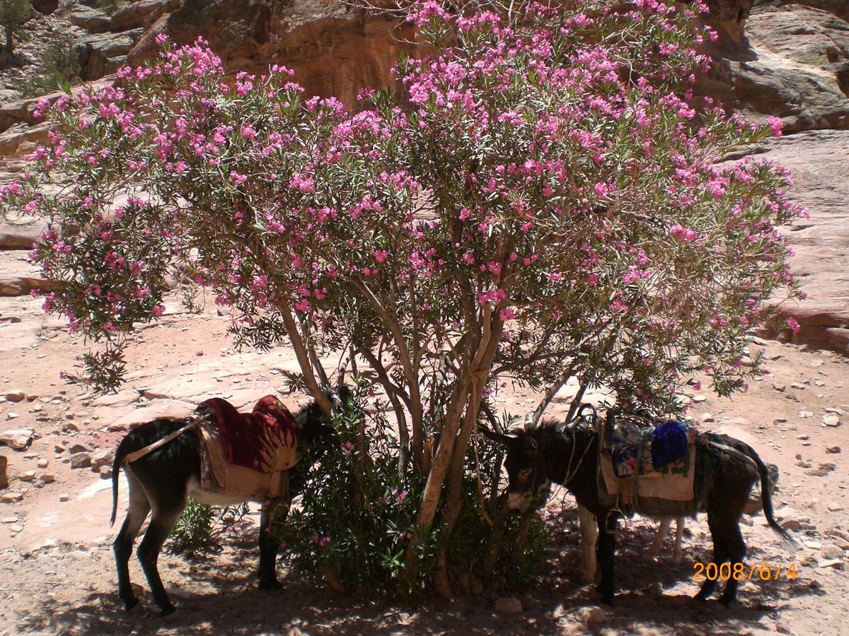 死海
ワディラム
ペトラ 