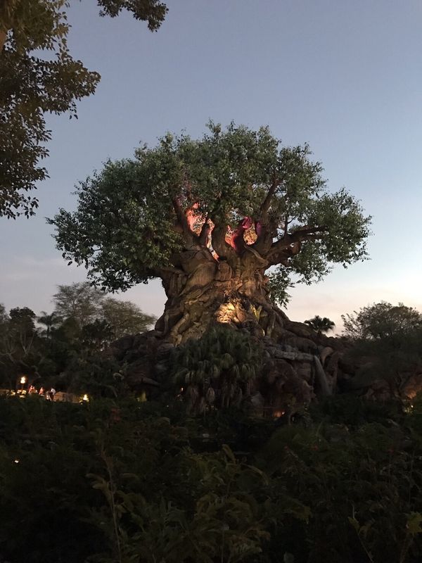 アメリカ(米国)・NASA「オーランド」の写真：First Day “Disney&#39;s ...