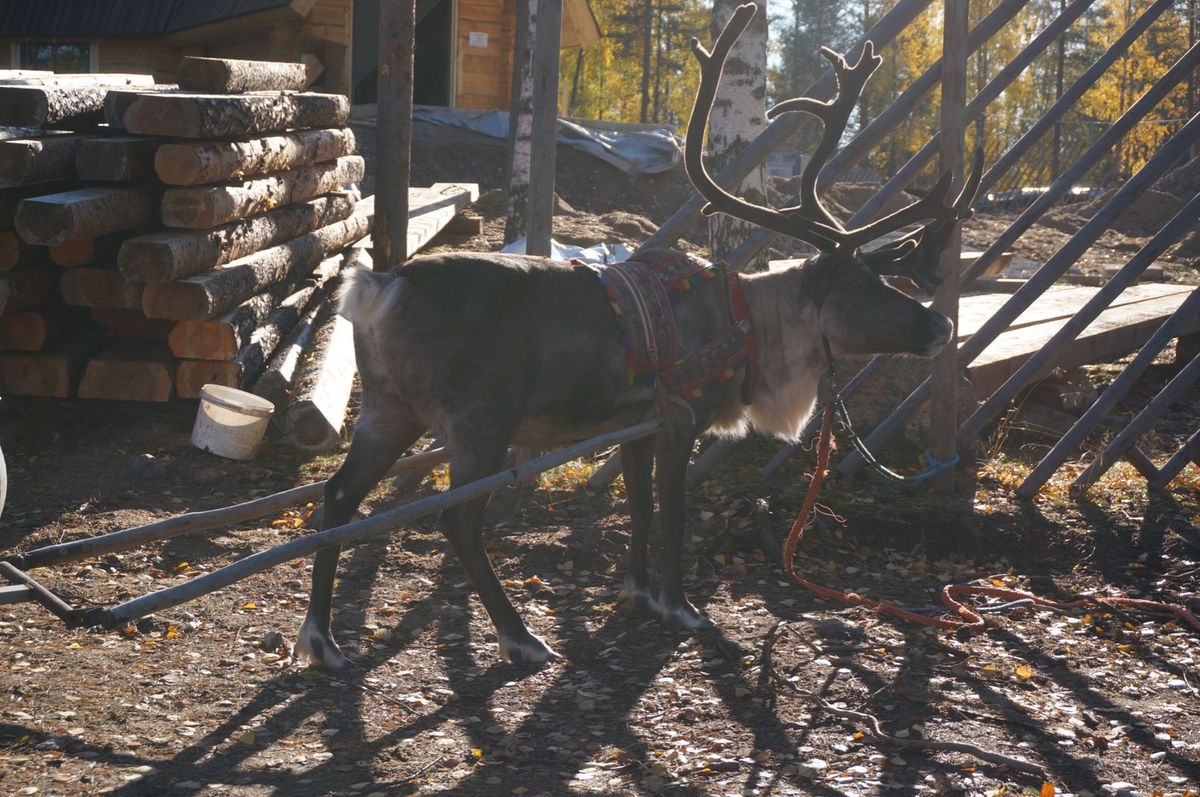 サンタクロース村。本物のサンタがここにはいます。