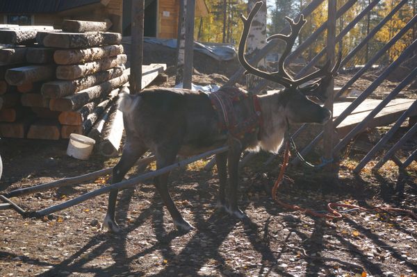 フィンランド・ヘルシンキ、ロヴァニエミ「フィンランド🇫🇮オーロラ鑑賞」の写真：サンタクロース村。本物のサンタがここには...