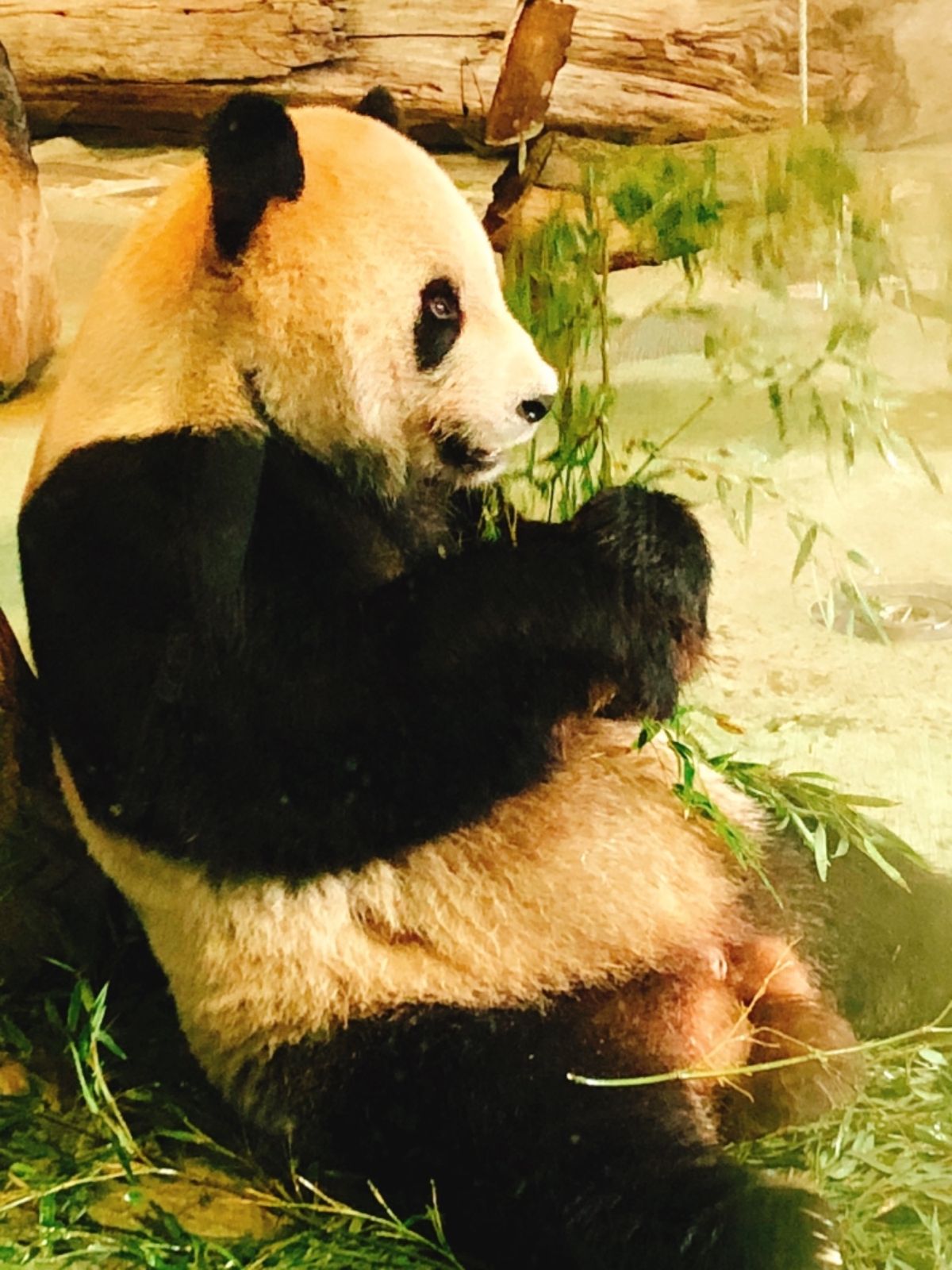 初めて台北に行く友達2人と7回目の台北。初の台北動物園でパンダやコアラ見て...