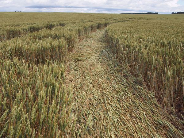 イギリス(英国)・ロンドン「イギリス」の写真