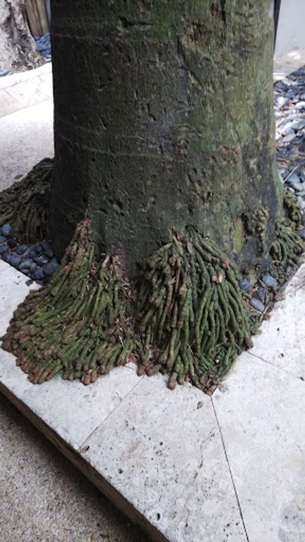 フィリピン・Cebu「CEBU」の写真：もののけぽい木