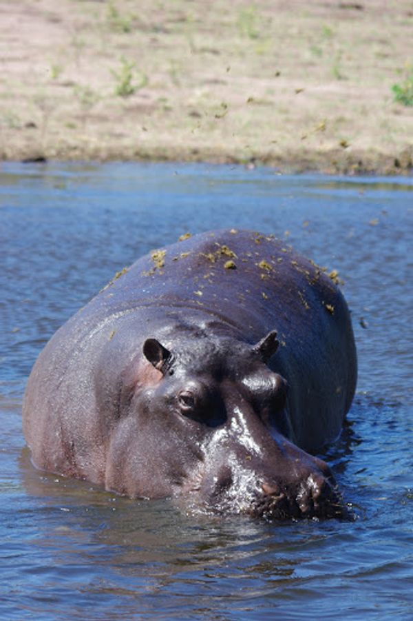 ボツワナ・チョベ国立公園「Africa」の写真：チョベ国立公園