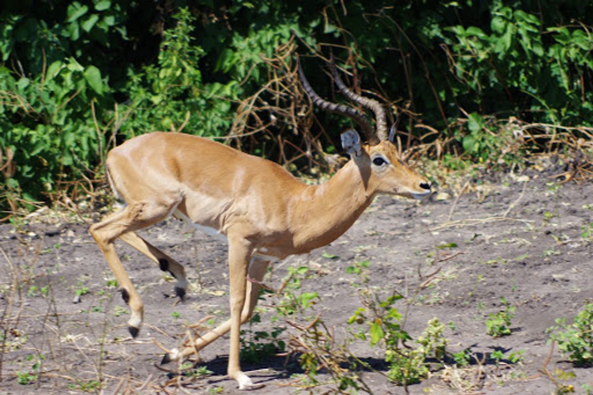 チョベ国立公園