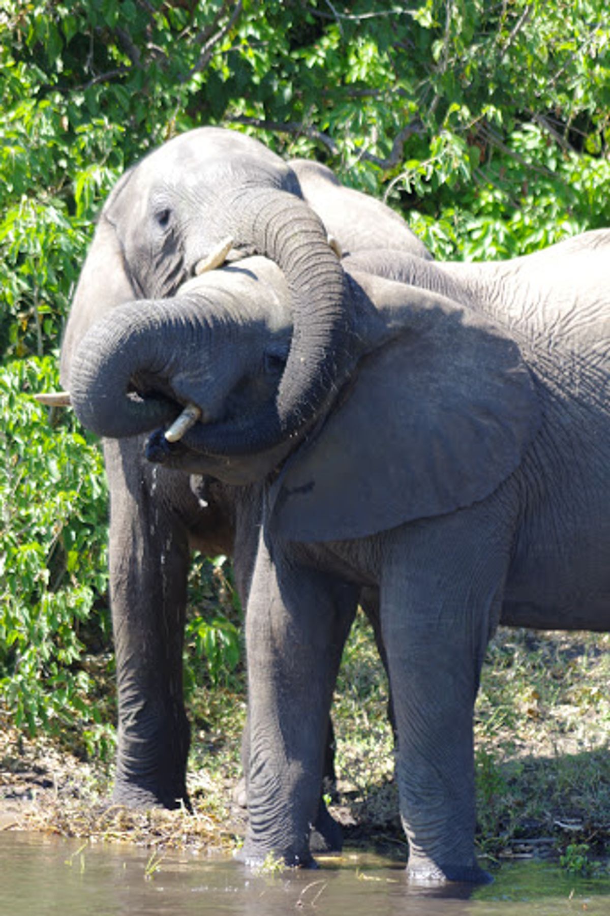 チョベ国立公園