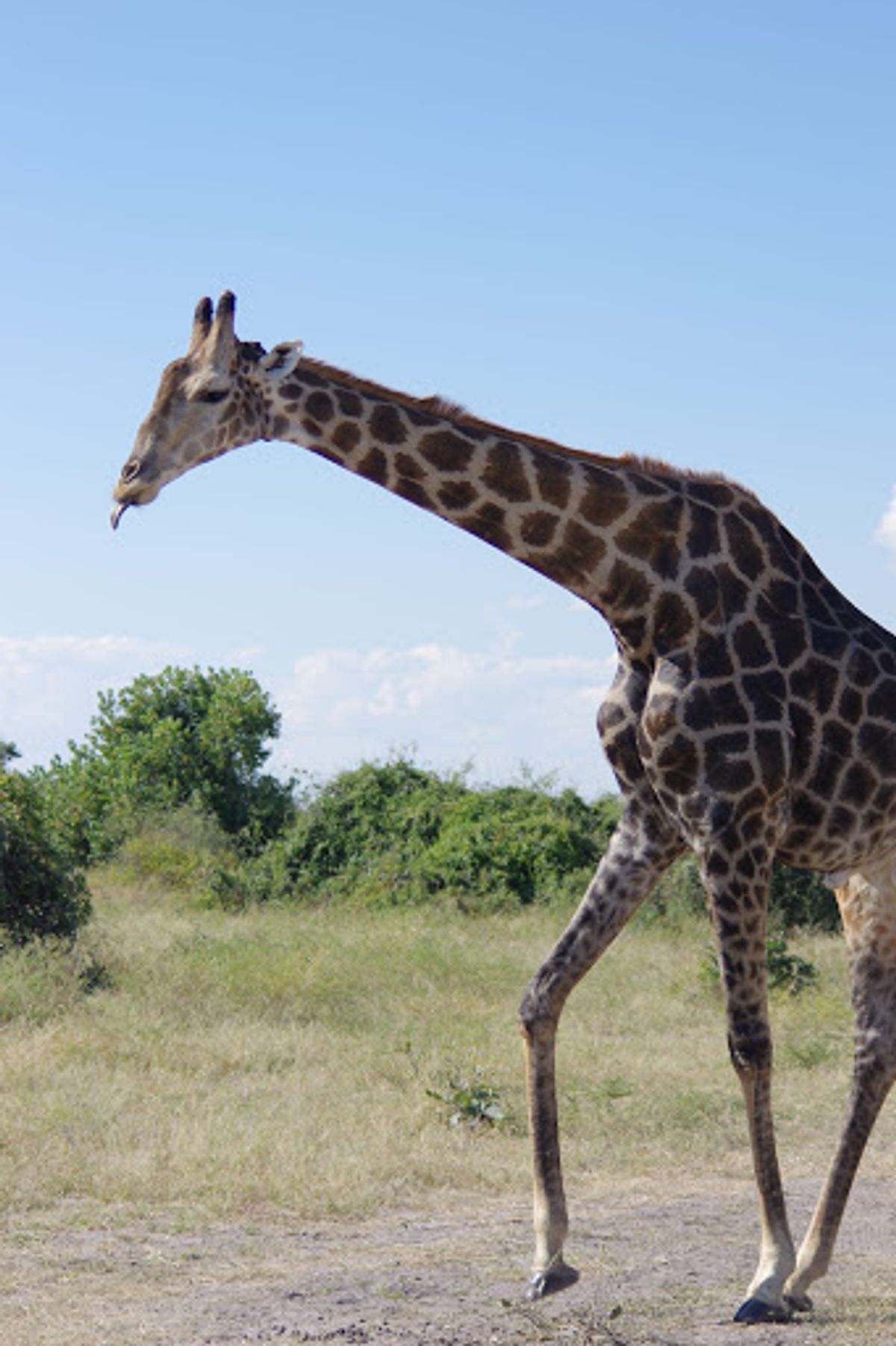 チョベ国立公園
