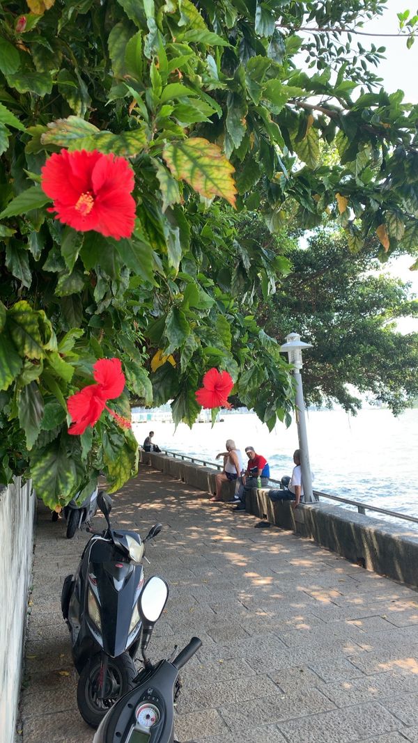 台湾・台北「再会の台湾」の写真：水上バスからの眺めもいい感じ 淡水→八里