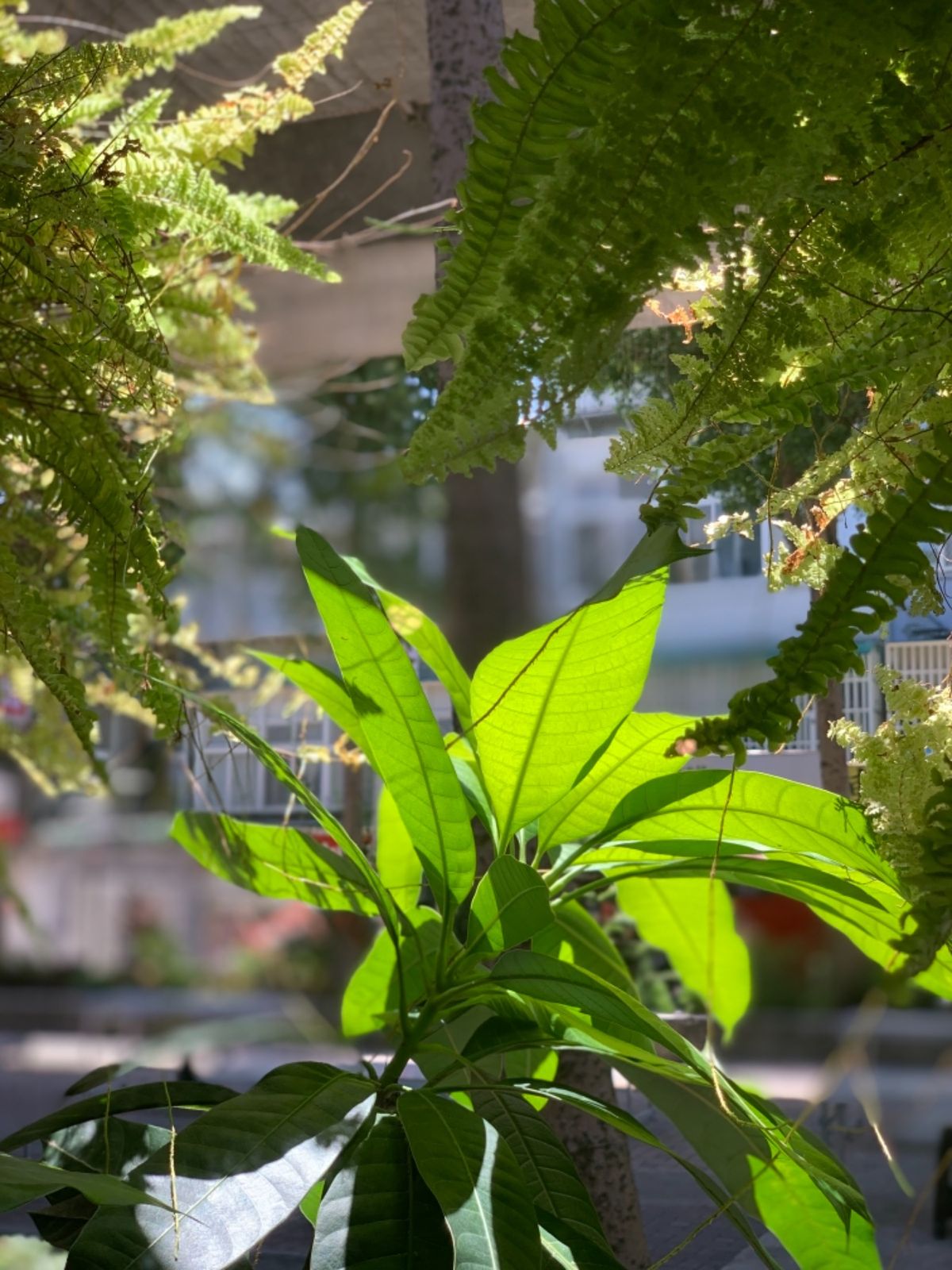 真夏に行ったかいがあった！ GOMAN MANGO