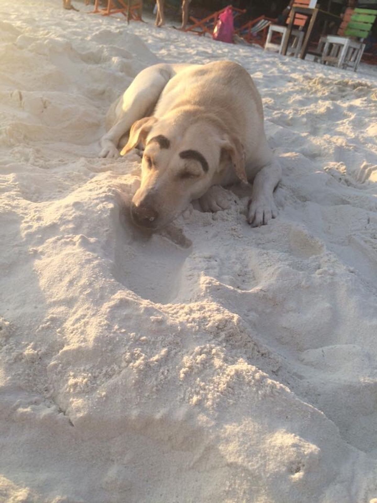 可愛いワンコ発見笑笑
誰かにイタズラされちゃったかな？笑笑