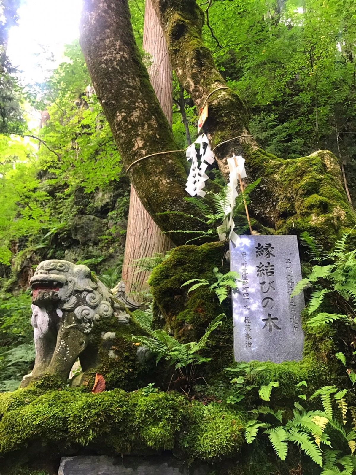八幡平市にある桜松神社内の「縁結びの木」、神社の奥にある、日本の滝百選「不...