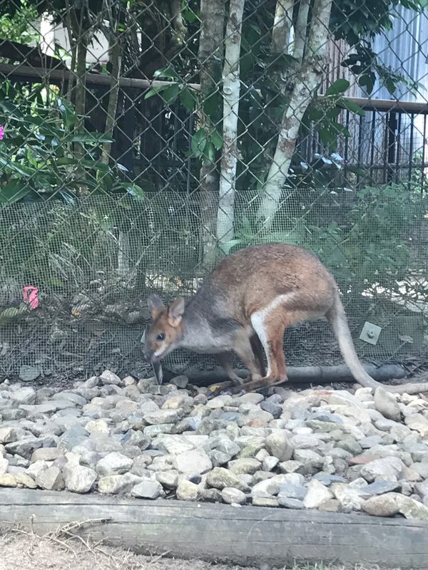 オーストラリア連邦・ケアンズ「オーストラリア」の写真
