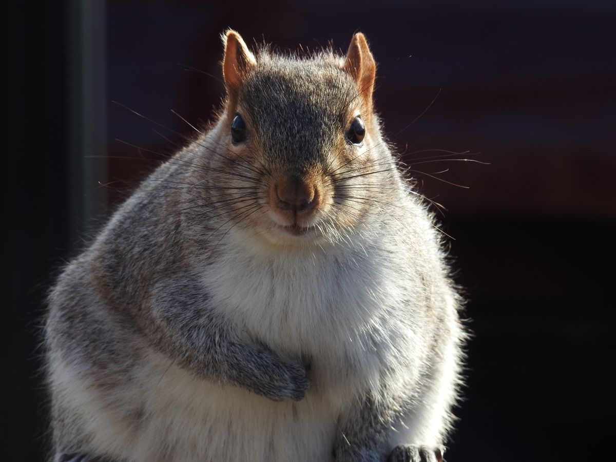 ワシントンのリスは。。。
人馴れし過ぎです！
カメラを向けると。。。
...