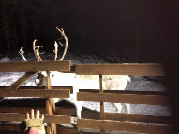 フィンランド・ヘルシンキ「フィンランド」の写真