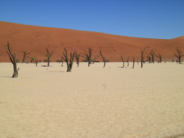 ナミビア・ウィントフック「ナミビア🇳🇦ナミブ砂漠」の写真：デッドフレイ。時間がない中砂丘登って降り...