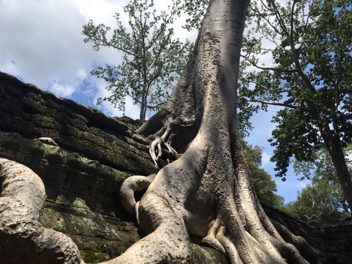 アンコールワット
アンコールトム
ベンメリア遺跡
プレアビウィア遺跡