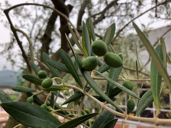 日本・香川「小豆島」の写真