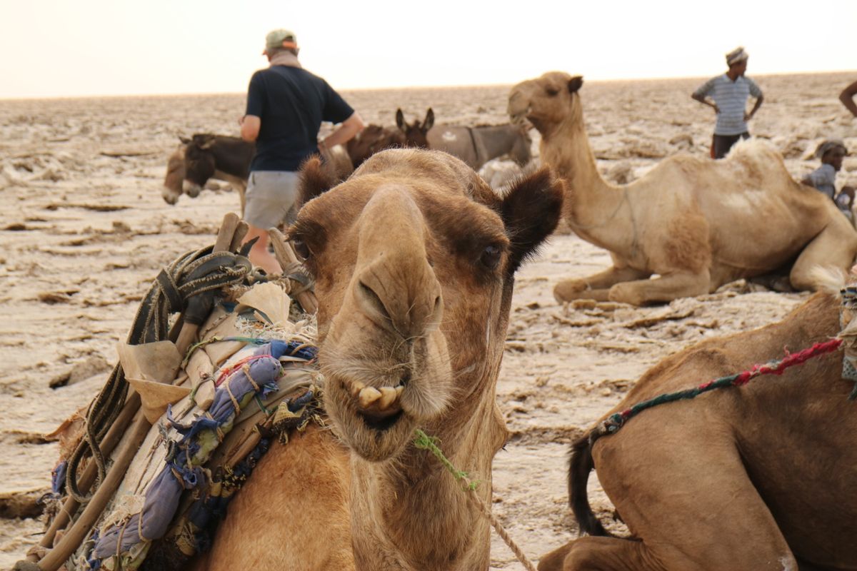 ツアー最後に向かった塩の採掘現場。ラクダがいっぱい。暑い中この作業は大変そう。。