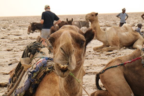 エチオピア・アディスアベバ、メケレ「エチオピア🇪🇹ダナキルツアー」の写真：ツアー最後に向かった塩の採掘現場。ラクダ...