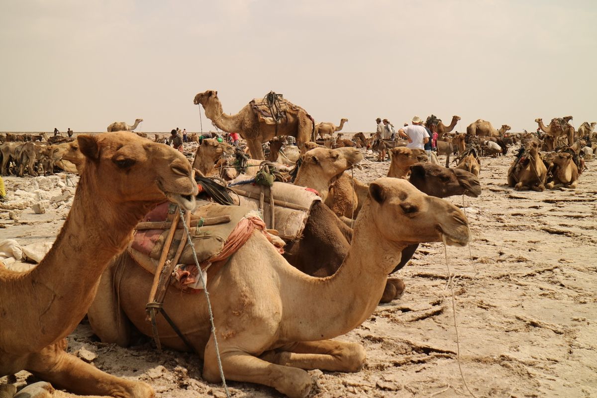 ツアー最後に向かった塩の採掘現場。ラクダがいっぱい。暑い中この作業は大変そう。。