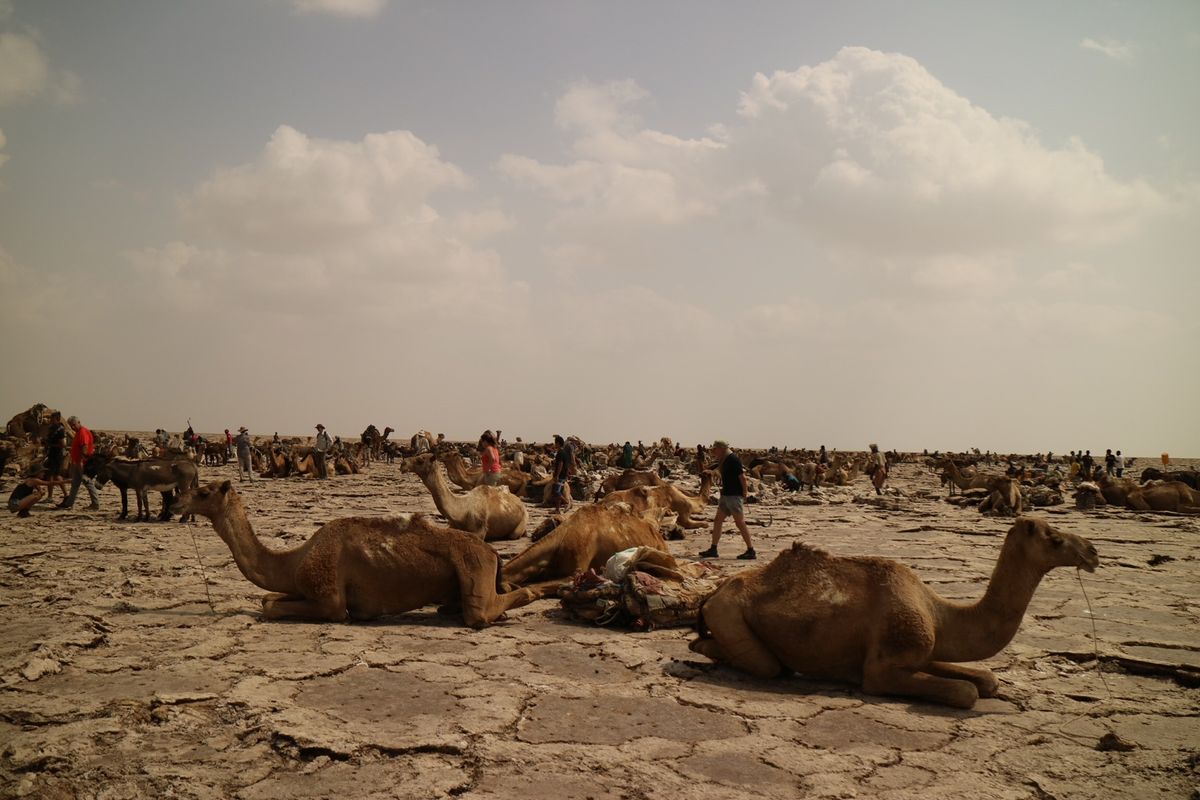 ツアー最後に向かった塩の採掘現場。ラクダがいっぱい。暑い中この作業は大変そう。。