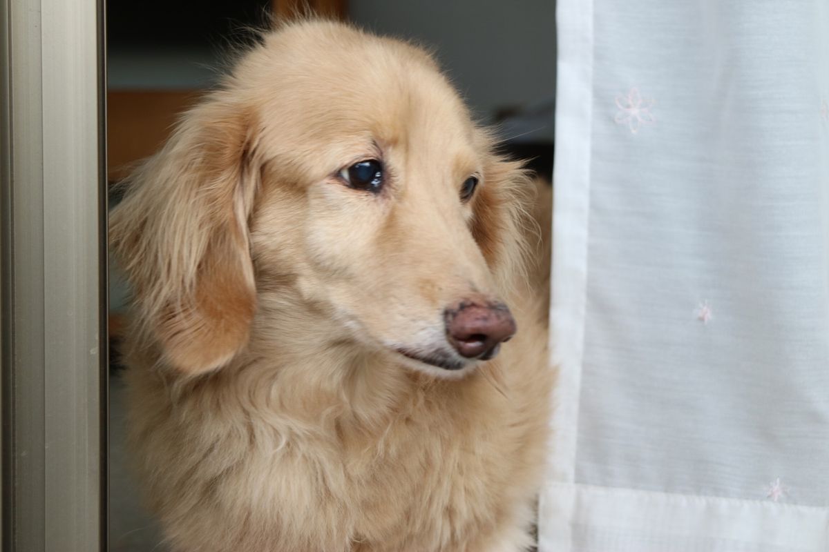 ベランダから見た桜島と、今は亡き愛犬レオ。