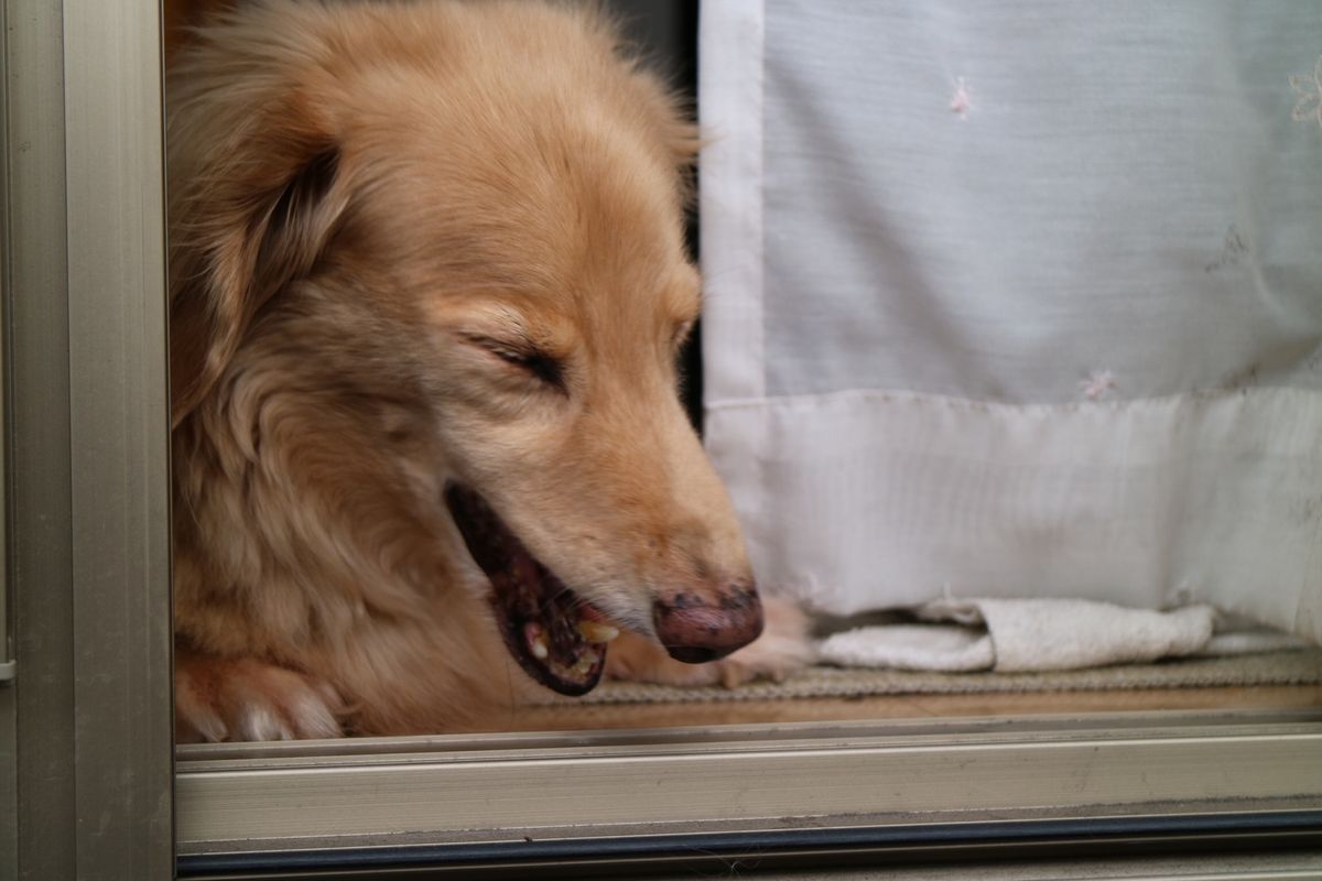 ベランダから見た桜島と、今は亡き愛犬レオ。