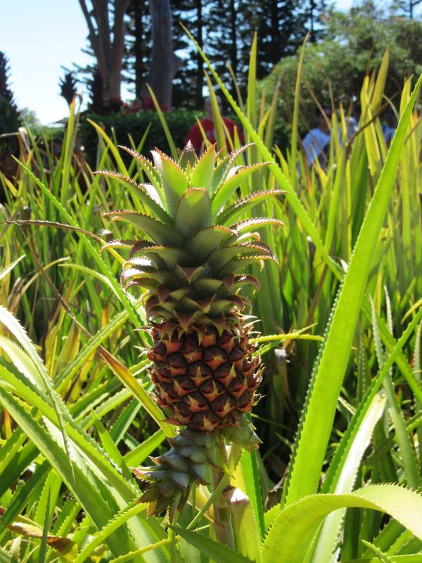 アメリカ(米国)「「ハワイ 楽園 天国」の巻」の写真：楽園の中の自然