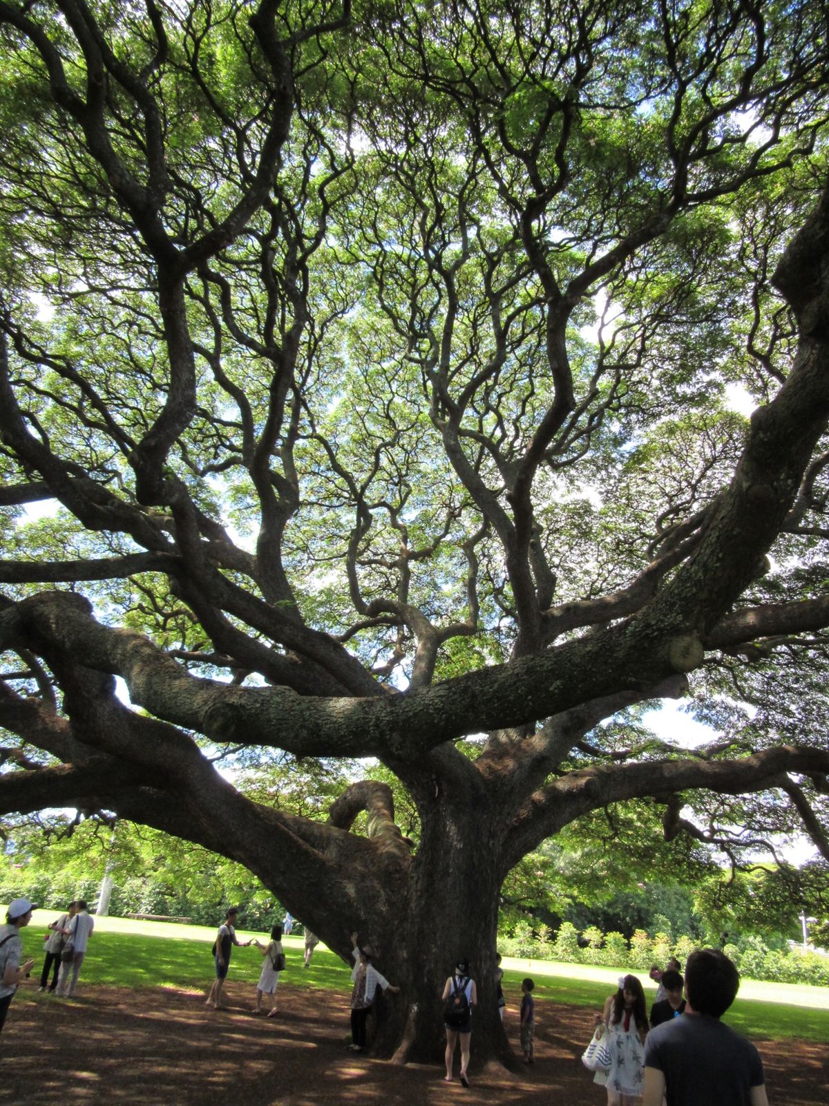 楽園の中の自然