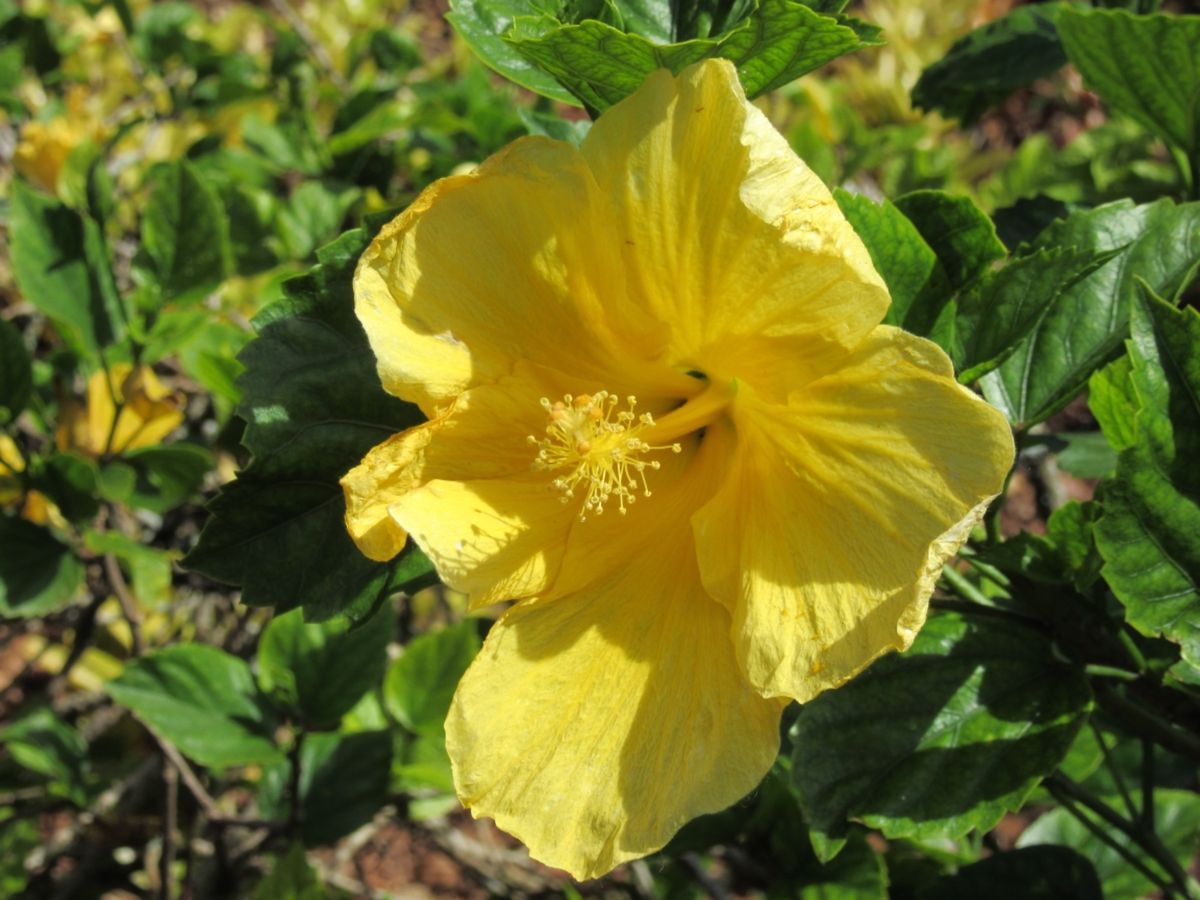 楽園の中の自然