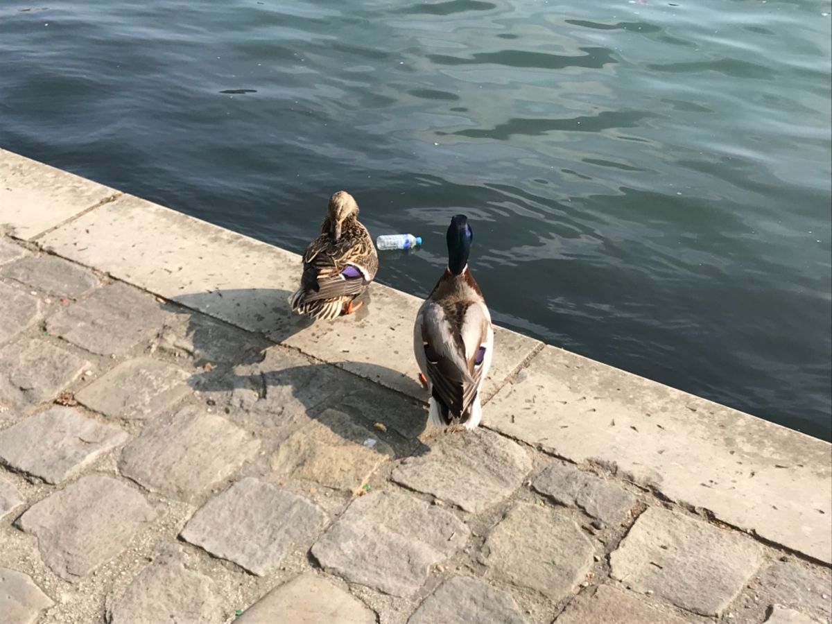サンドイッチを買って、チュイルリー公園でランチ。
警察が馬で巡回中。
蹄の...