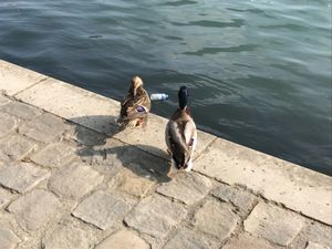 サンドイッチを買って、チュイルリー公園でランチ。
警察が馬で巡回中。
蹄の...