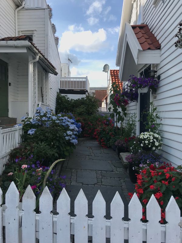 ノルウェー・スタヴァンゲル、ベルゲン、オスロ「Norway🇳🇴Stavanger/Bergen 」の写真：どこのお宅もお花いっぱい💐センスよく飾っ...