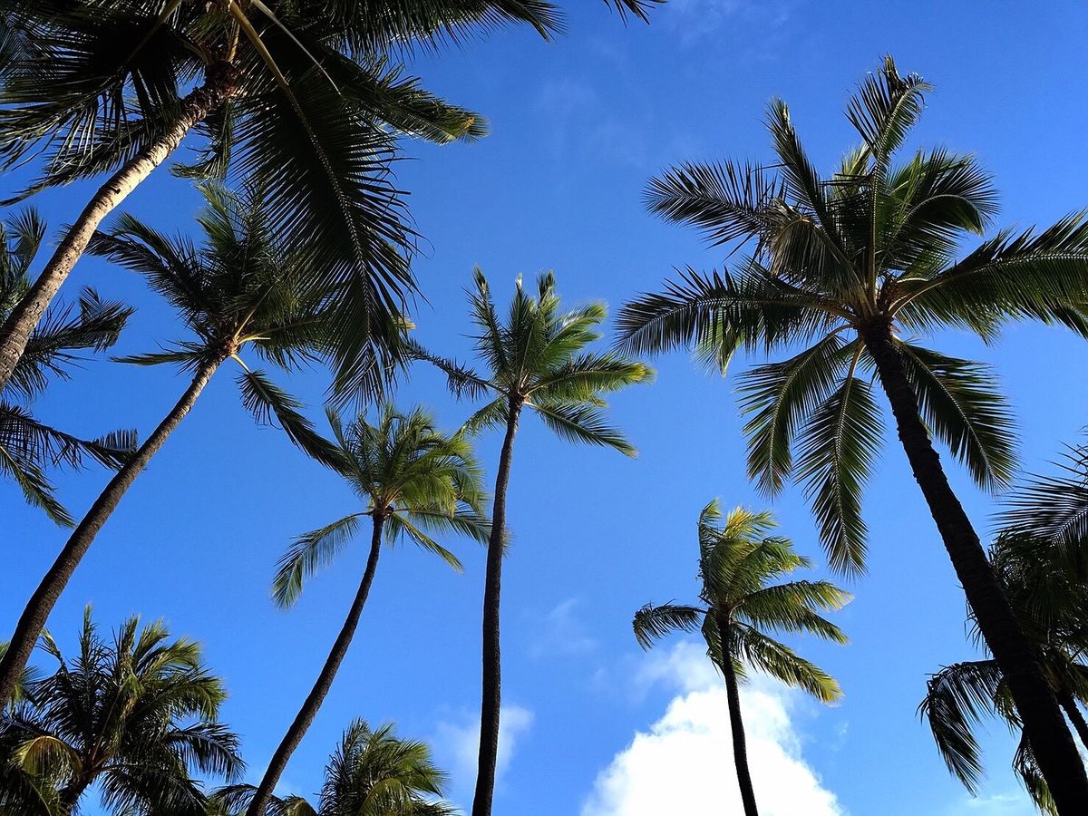 ワイキキビーチ