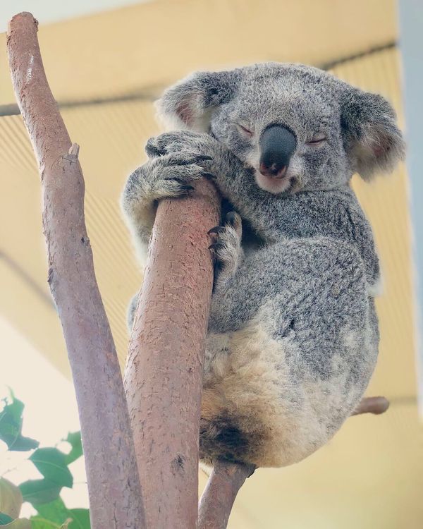 オーストラリア連邦・シドニー「オーストラリア 年末カウントダウン」の写真