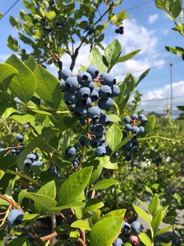 日本「長野」の写真