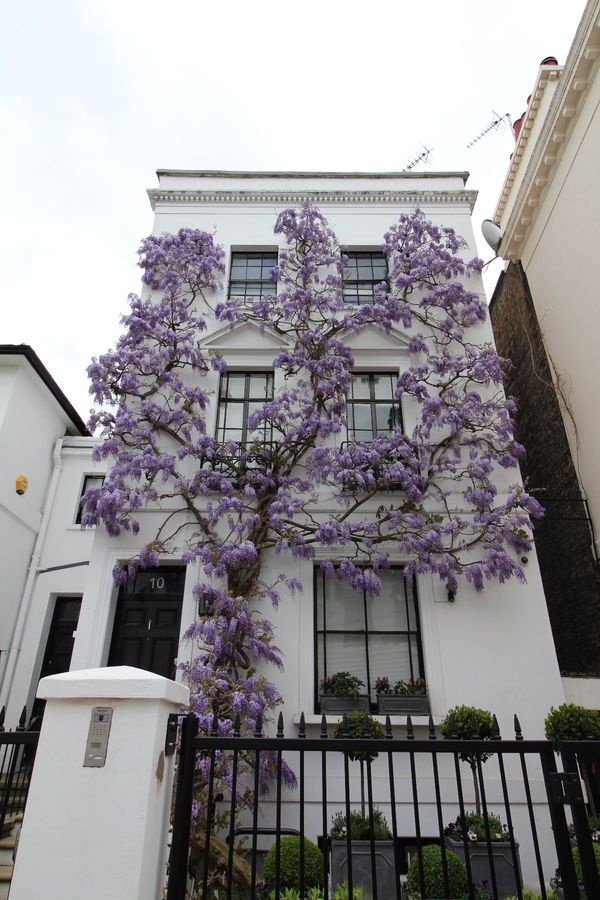 イギリス(英国)・ロンドン「アナザースカイ　イギリス」の写真