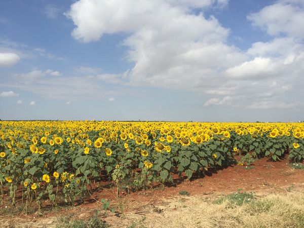 スペイン・バルセロナ、ミハスなど「新婚旅行」の写真