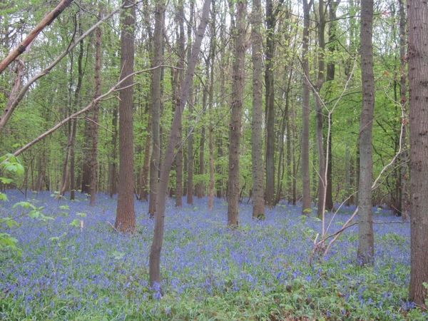 ベルギー「ベルギー花の旅」の写真