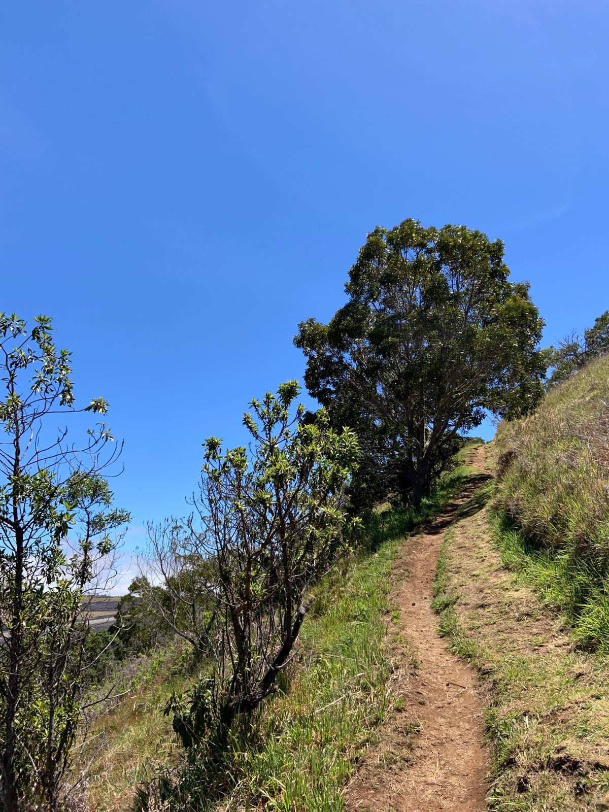 Kinuka Puu Huluhulu
Naitive tree sanc...