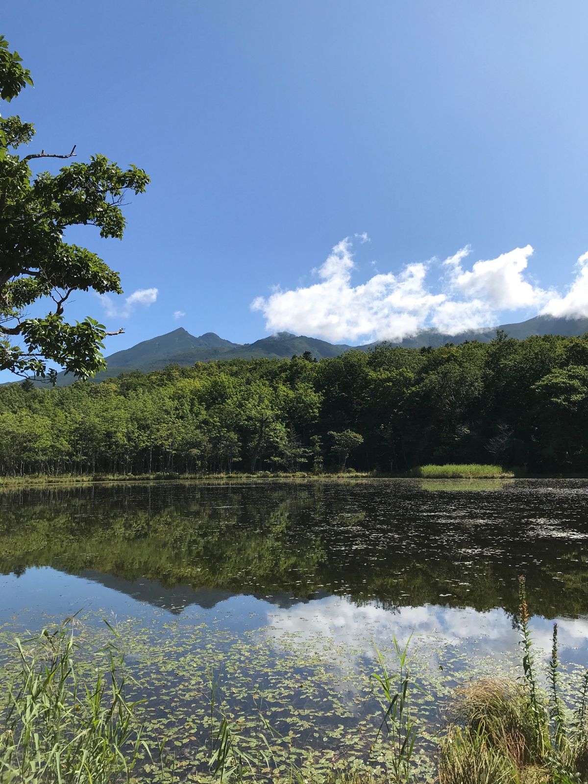 知床八景の一つ、知床五湖。天気が快晴で湖に反映する空と雲がとてもキレイ。
...