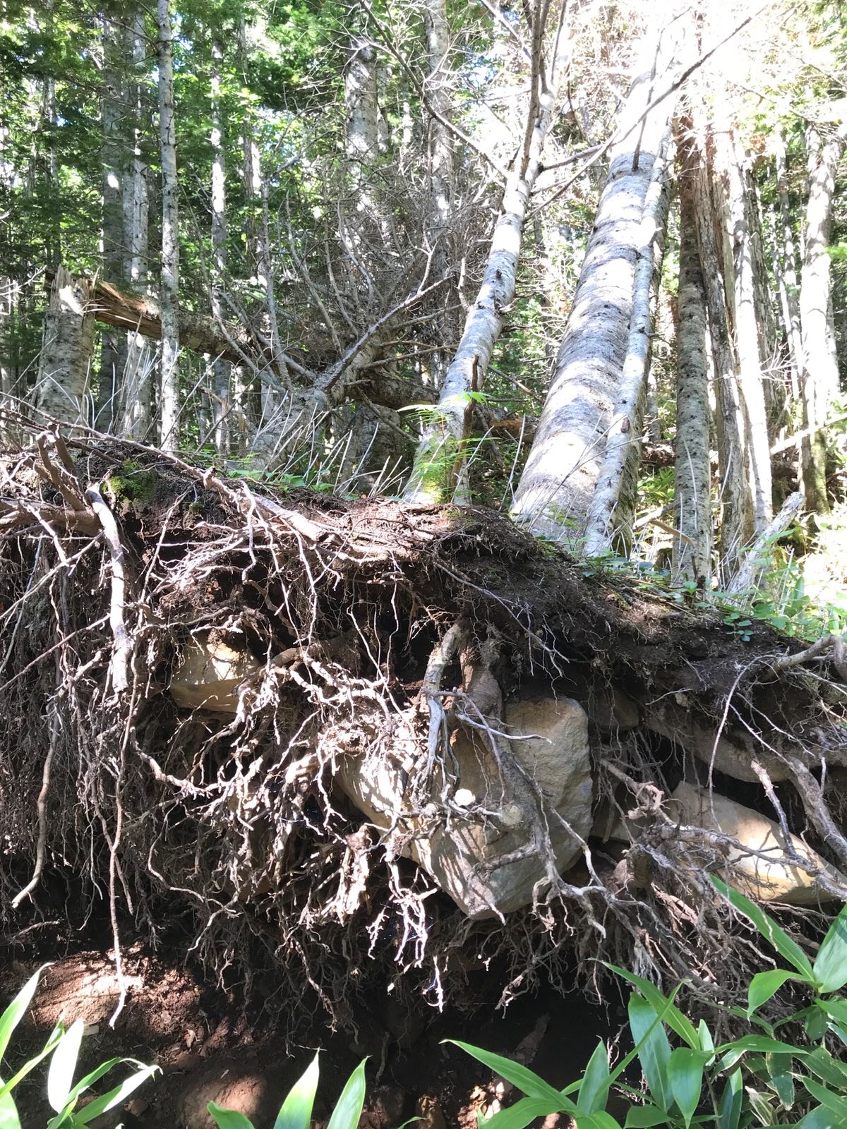 知床八景の一つ、知床五湖。天気が快晴で湖に反映する空と雲がとてもキレイ。
...