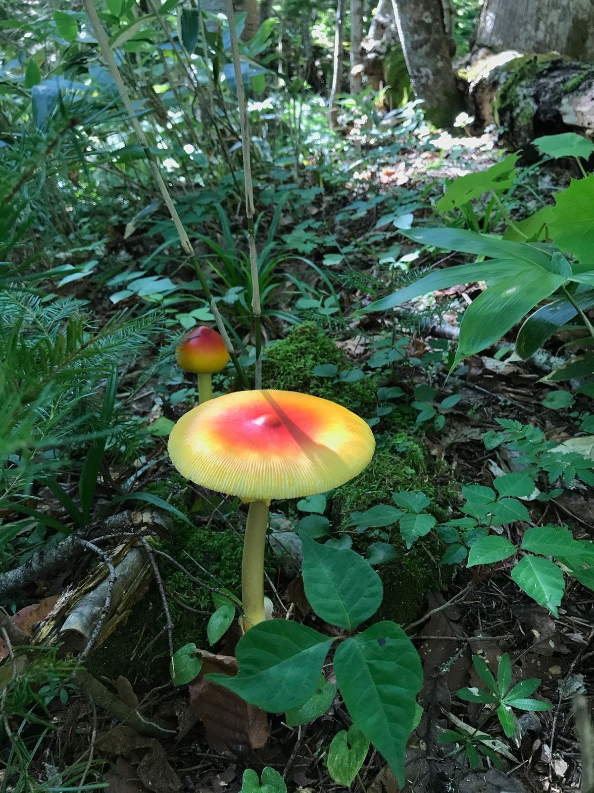 知床八景の一つ、知床五湖。天気が快晴で湖に反映する空と雲がとてもキレイ。
...