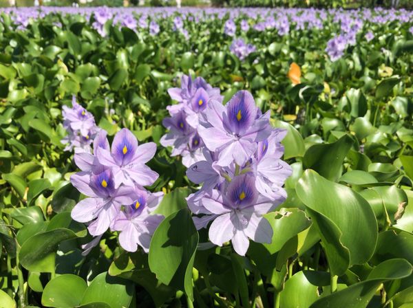 日本・奈良県「奈良・橿原神宮とホテイアオイ」の写真：橿原神宮近くにある本薬師寺跡にはホテイア...