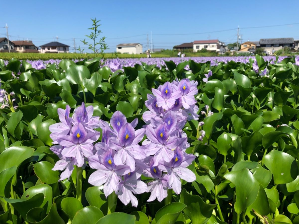 橿原神宮近くにある本薬師寺跡にはホテイアオイの群落があり、一面に広がるホテ...