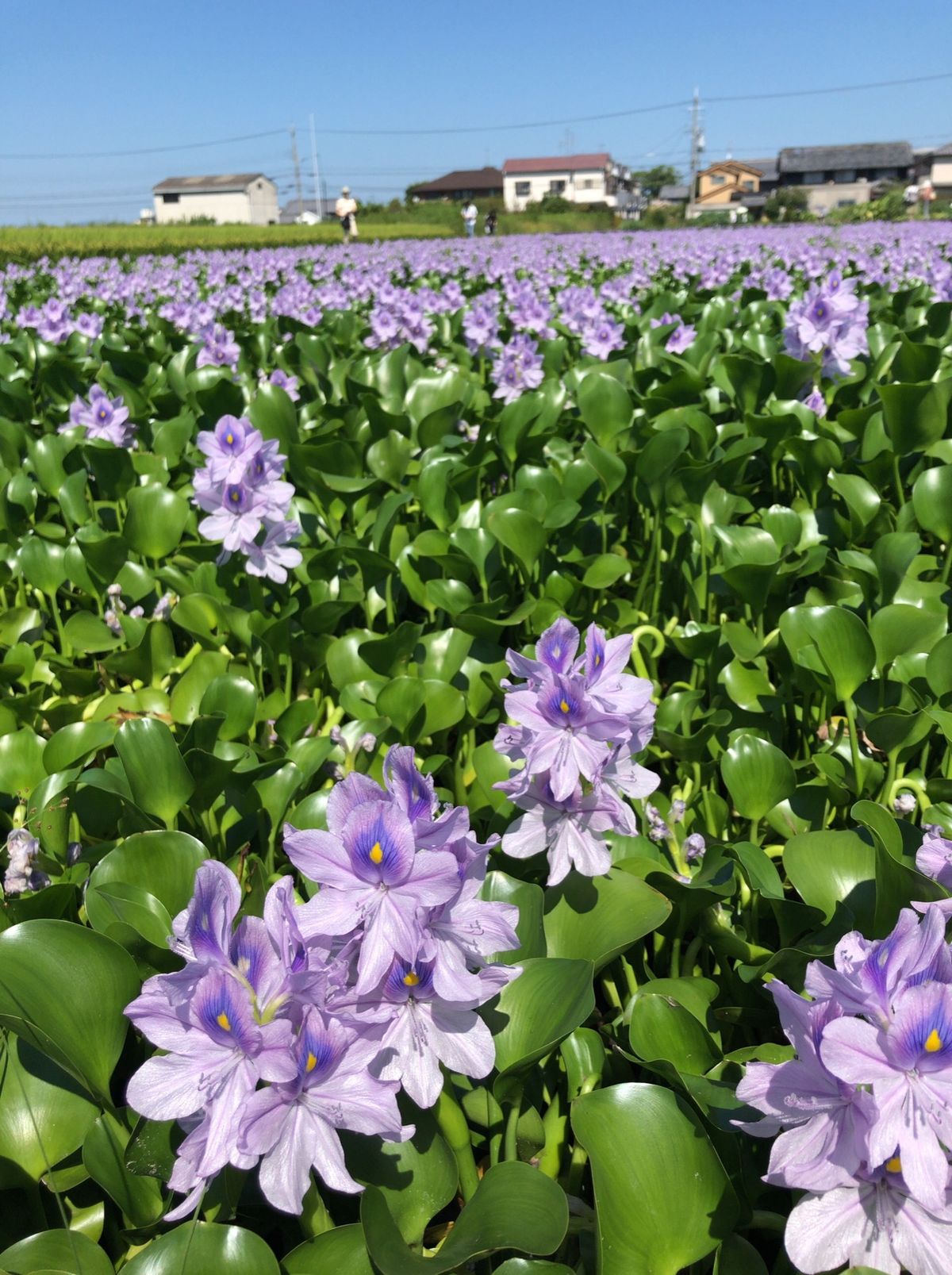 橿原神宮近くにある本薬師寺跡にはホテイアオイの群落があり、一面に広がるホテ...