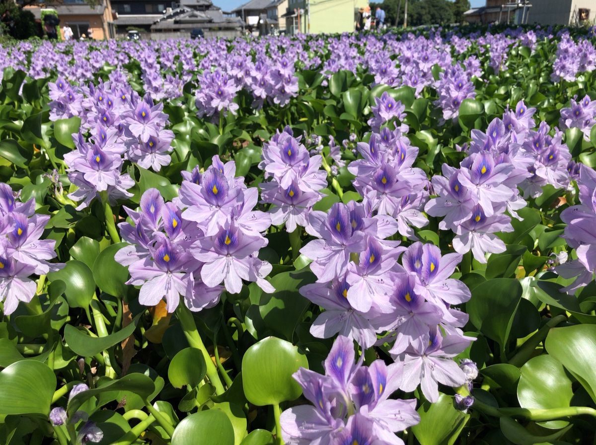 橿原神宮近くにある本薬師寺跡にはホテイアオイの群落があり、一面に広がるホテ...