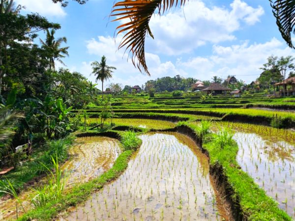 インドネシア・ウブド「バリ島ウブドの森に癒される」の写真：ウブドは中心のごちゃごちゃしたところから...