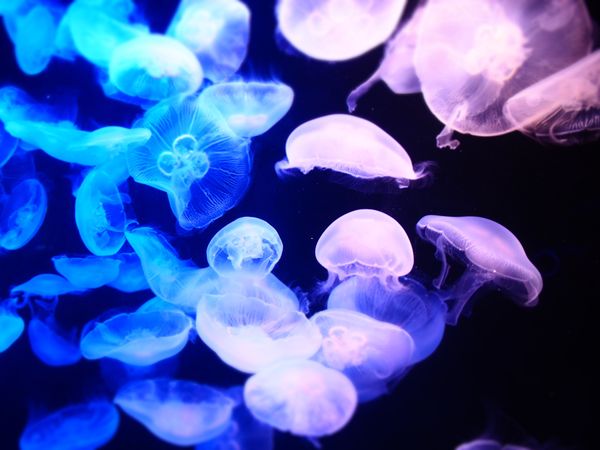 日本・博多「福岡ひとり旅」の写真：海の中道マリンパーク