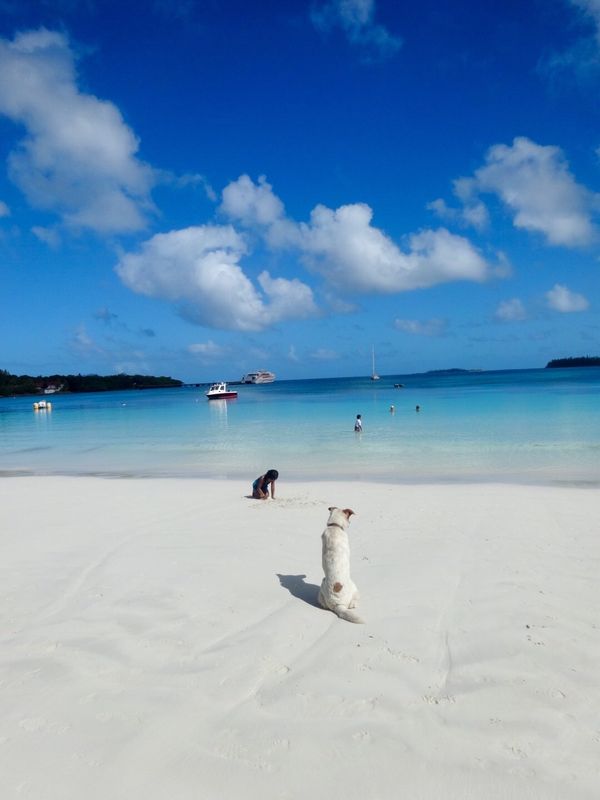 ニューカレドニア・ニューカレドニア「ニューカレドニア2014」の写真：人生最高の海。イルデパン